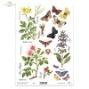 łąka, rośliny, motyl, motyle,  jaskółcze ziele, szałwia, dzika róża, kwiat, kwiaty, zioła, ziółka*meadow, plants, butterfly, butterflies, flower, flowers, Rosa canina, Celandia, Salvia, Chelidonium majus